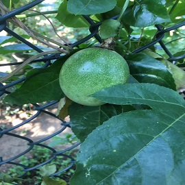 1534385650393617.jpg 百香果,果樹區,放在百香果樹后面(前面的百香果樹改成百香果).jpg